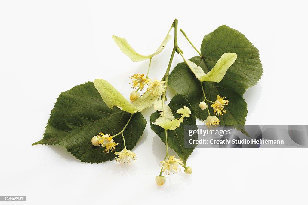 Lime or Linden (Tilia) leaves and flowers