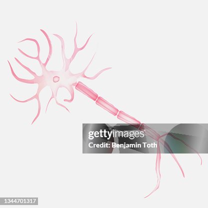 Brain cell neural network, neuron anatomy, nerve cell axon and myelin sheath Brain cell neural network, neuron anatomy, nerve cell axon and myelin sheath