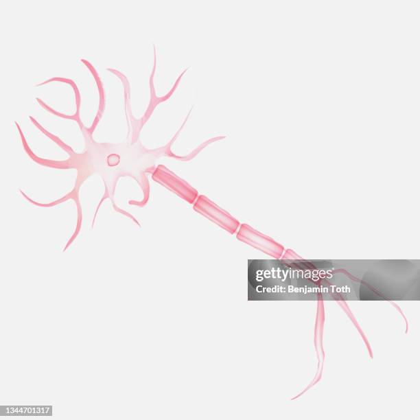 brain cell neural network, neuron anatomy, nerve cell axon and myelin sheath - medulla 幅插畫檔、美工圖案、卡通及圖標