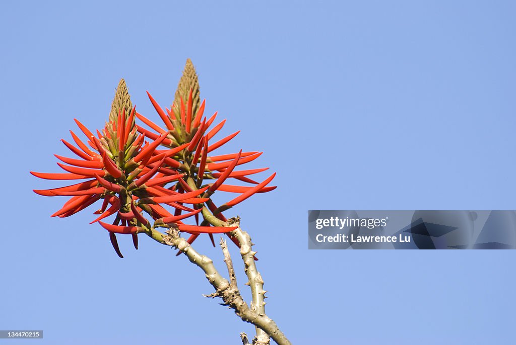 Kaffirboom coral (Erythrina caffra Thunb.) flowers