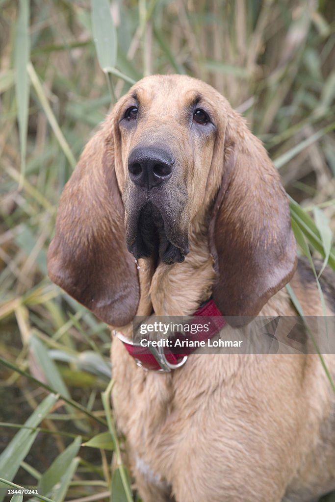 Young bloodhound, St. Hubert hound or Sleuth Hound, female, portrait