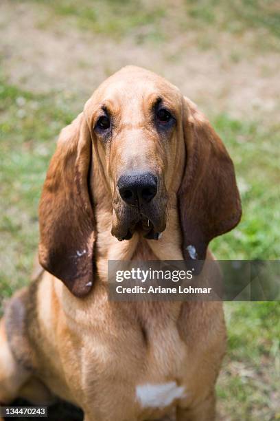 young bloodhound, st. hubert hound or sleuth hound, female, portrait - bloedhond stockfoto's en -beelden