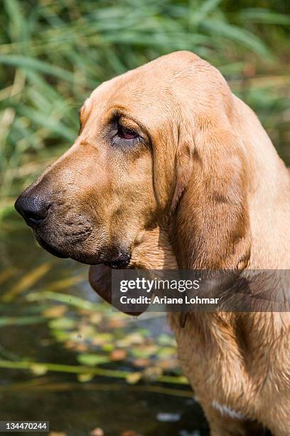 young bloodhound, st. hubert hound or sleuth hound, female, portrait - ブラッドハウンド ストックフォトと画像