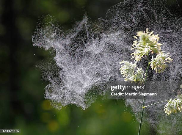 cocks foot or orchard grass (dactylis glomerata) with flying pollen, germany, europe - pollen bildbanksfoton och bilder
