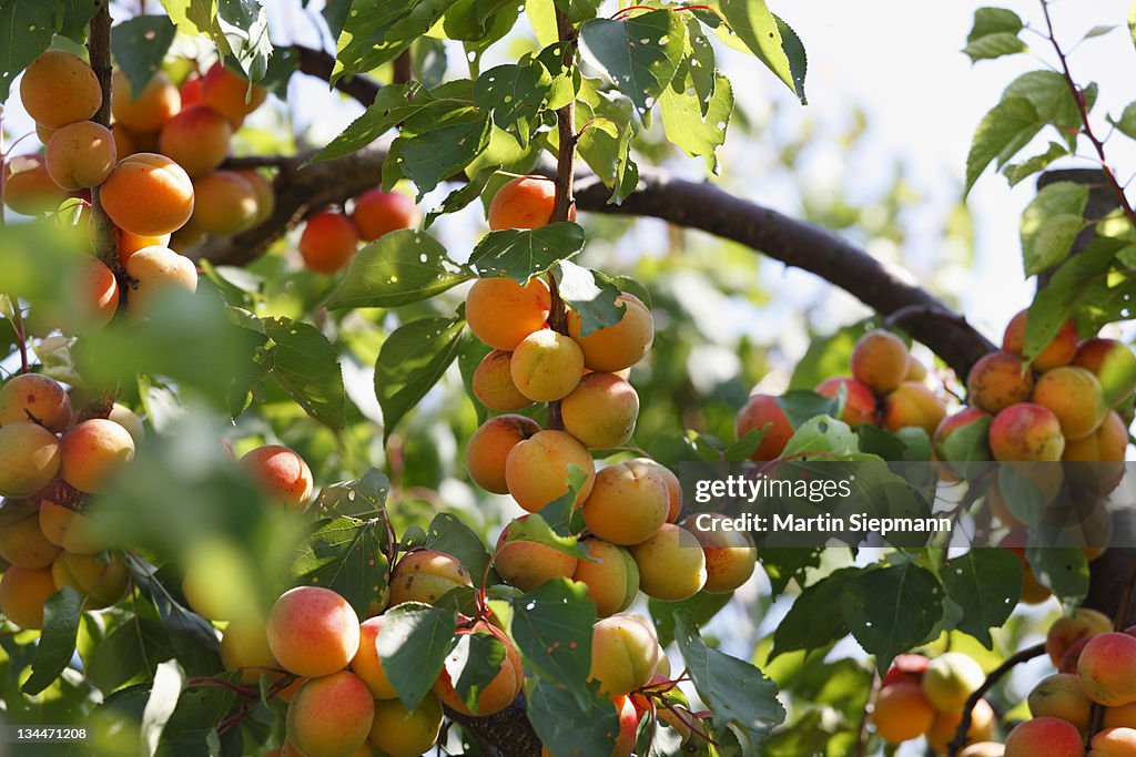 Ripe apricot on apricot tree (Prunus armeniaca), Wachau, Waldviertel, Lower Austria, Austria, Europe