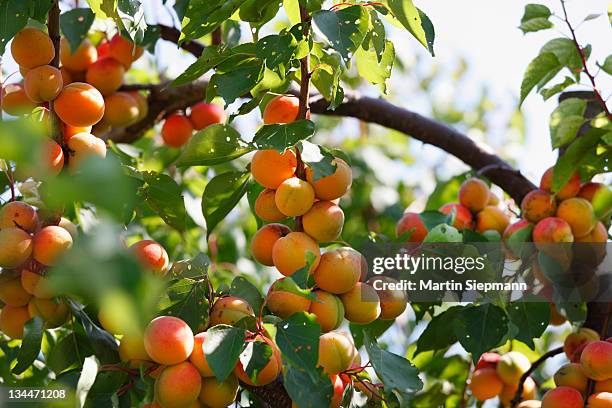 ripe apricot on apricot tree (prunus armeniaca), wachau, waldviertel, lower austria, austria, europe - aprikosenbaum stock-fotos und bilder