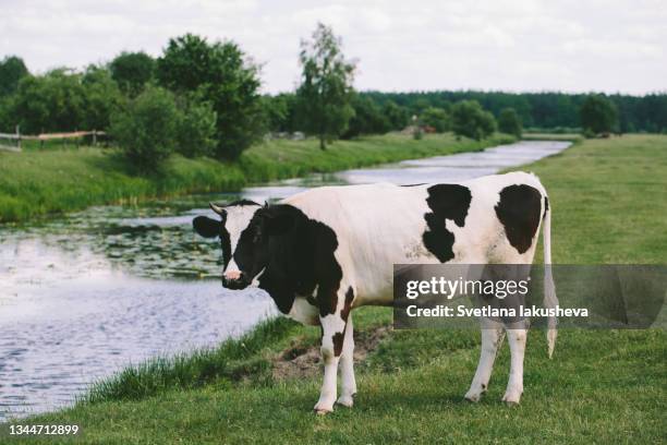 dirty white cow with black spots grazes on the grass near a narrow river in the summer daytime - spotted cow stock pictures, royalty-free photos & images