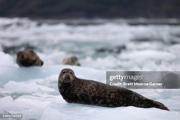 Ice Inhbitats 190 Sitka Island Stock Photos, High-Res Pictures, and Images - Getty Images
