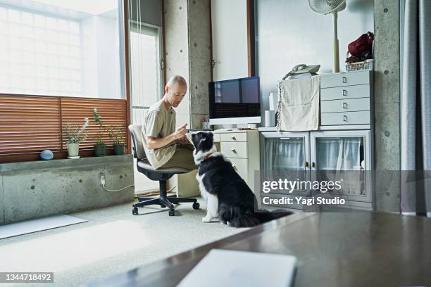 asian man working from home with love pet. - collie stock pictures, royalty-free photos & images