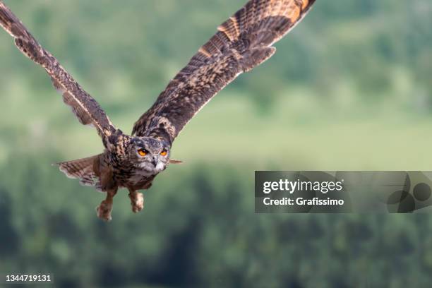 eurasian eagle-owl flying majestic through forest hunting - eurasian eagle owl stock pictures, royalty-free photos & images