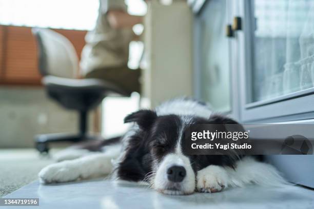border collie relaxing in the living room. - border collie stock-fotos und bilder