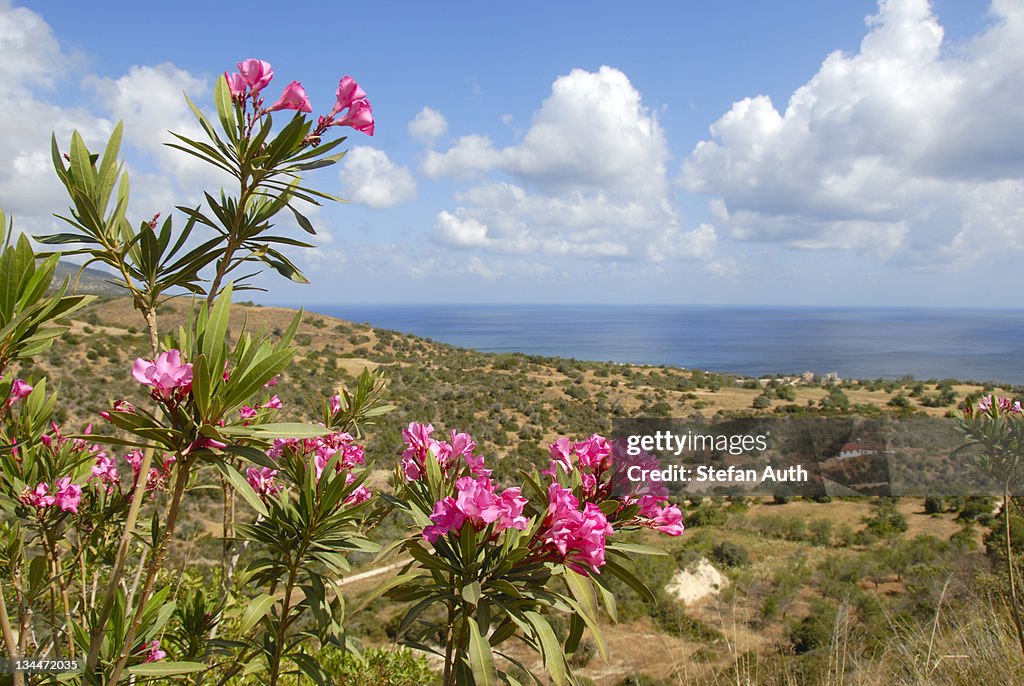 Flowering Oleander (Nerium oleander), landscape with sea near Latchi, Akamas, Southern Cyprus, Republic of Cyprus, Mediterranean Sea, Europe