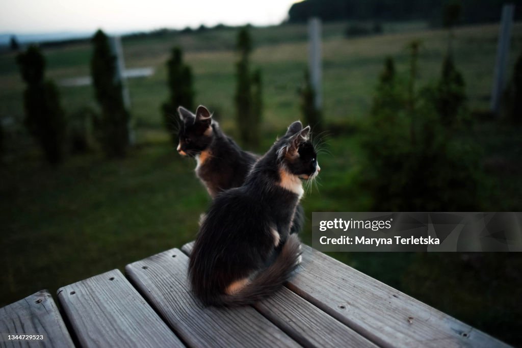 Two cats on a wooden porch.