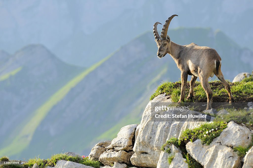 Alpine ibex (Capra ibex), standing on rock ledge