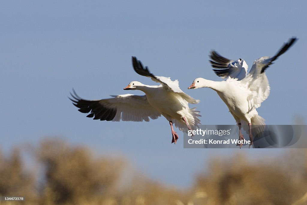 Snow Geese (Anser caerulescens atlanticus, Chen caerulescens) during landing, Bosque del Apache Wildlife Refuge, New Mexico, USA