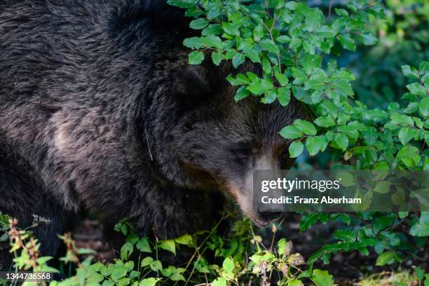 brown bear in dense undergrowth, italy - trentino alto adigio fotografías e imágenes de stock