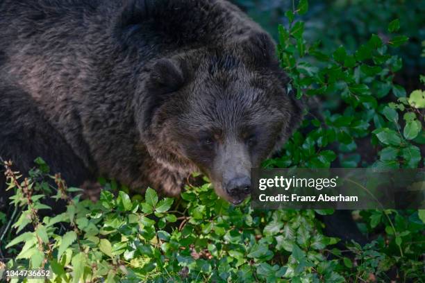 brown bear in dense undergrowth, italy - bear foto e immagini stock