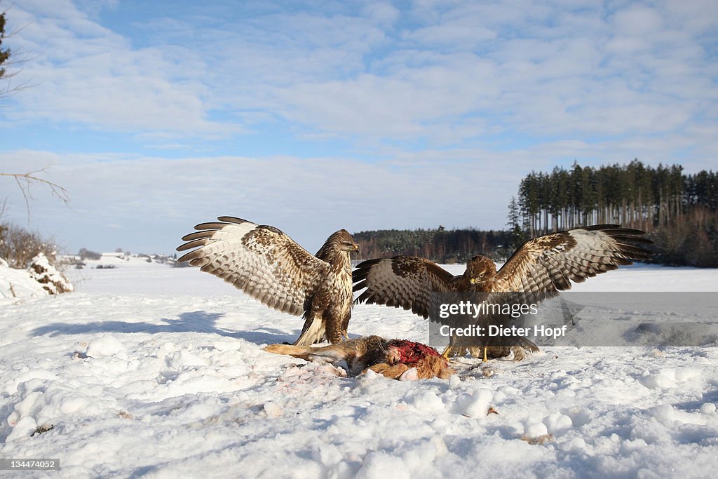 Common buzzards (Buteo buteo) in dispute over a brown hare, Allgaeu region, Bavaria, Germany, Europe