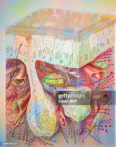 bronchus drawing - ciliated epithelium stock illustrations