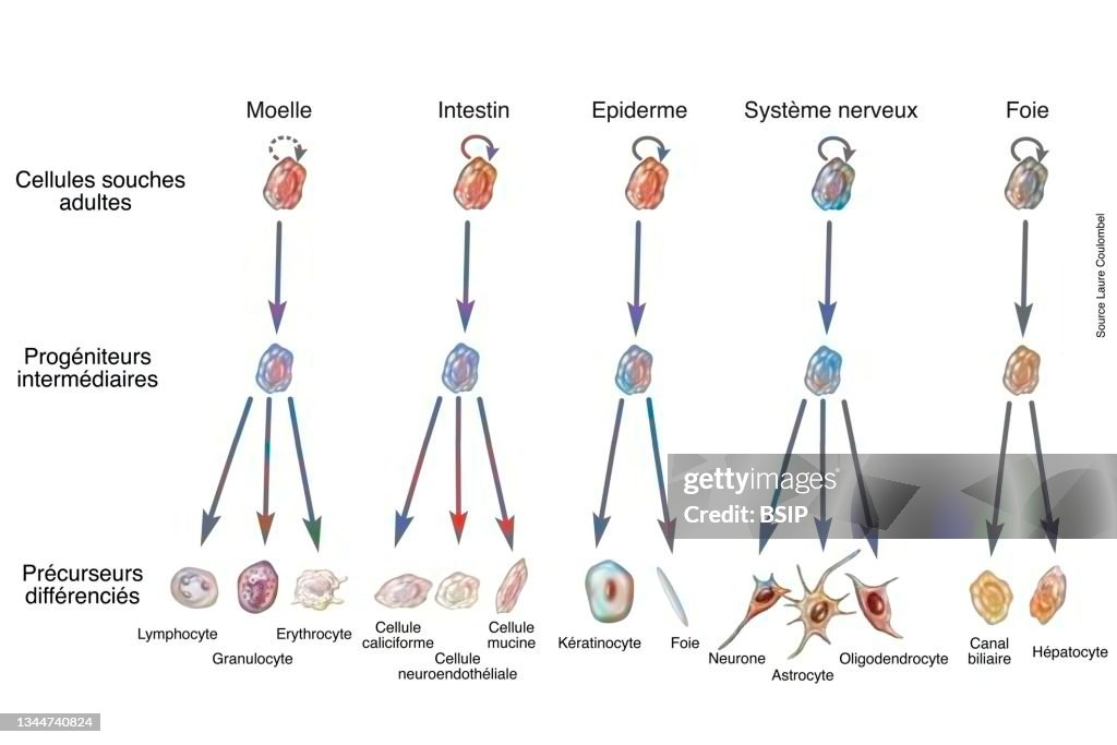 Stem cell drawing
