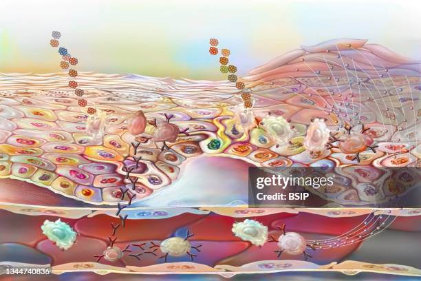 illustrazioni stock, clip art, cartoni animati e icone di tendenza di allergy drawing - macrofago