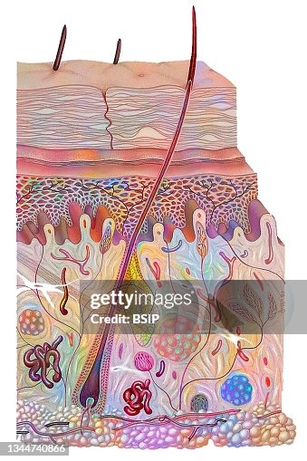 Skin Drawing High-Res Vector Graphic - Getty Images