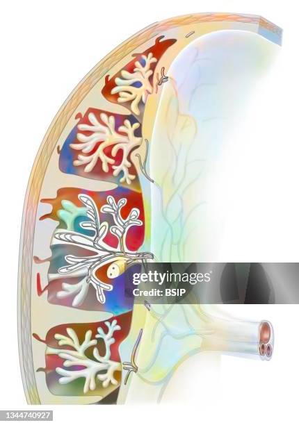 placenta - standardized test stock illustrations
