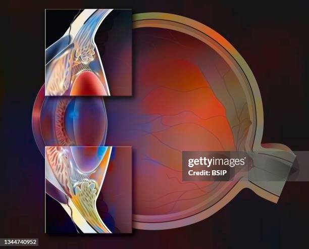 Normal Eye Dissection 59 Normal Anatomy Of The Eye Stock Photos, High-Res Pictures, and ...
