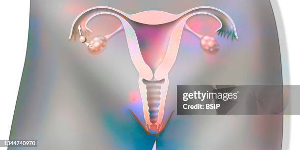 ilustraciones, imágenes clip art, dibujos animados e iconos de stock de ovulation drawing - trompas de falopio