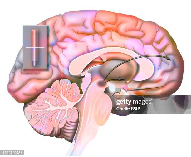 brain love drawing - präfrontaler-cortex stock-grafiken, -clipart, -cartoons und -symbole