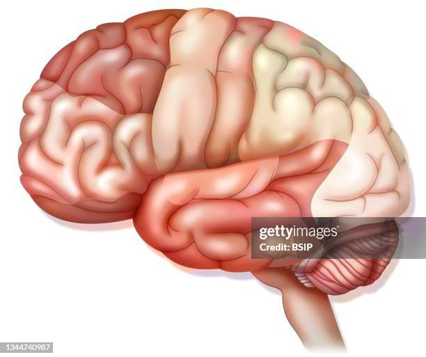 brain drawing - prefrontal cortex stock illustrations