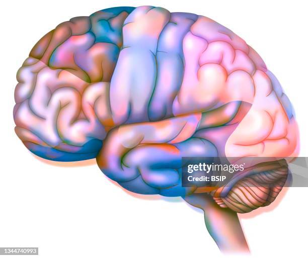 brain drawing - cerebral hemisphere stock-grafiken, -clipart, -cartoons und -symbole