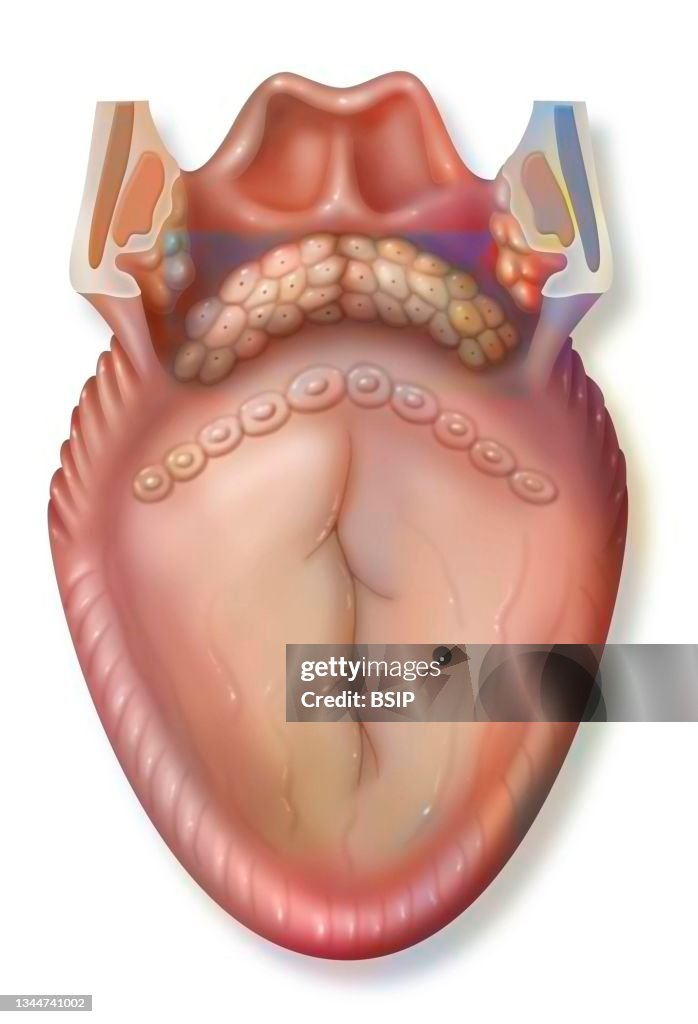 Tongue drawing