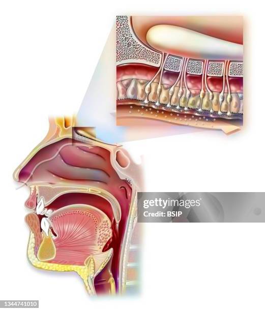 ilustraciones, imágenes clip art, dibujos animados e iconos de stock de smell - cerebral cortex