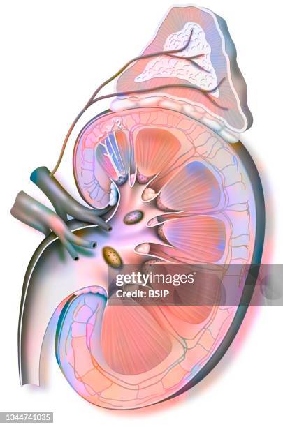 ilustraciones, imágenes clip art, dibujos animados e iconos de stock de kidney drawing - tejido adiposo