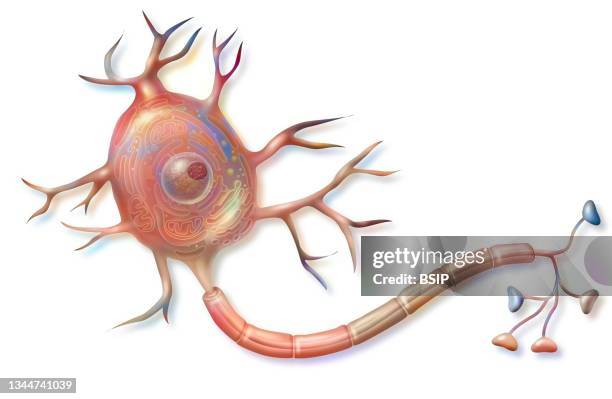 Neural Reticulum Endoplasmic Reticulum High Res Illustrations - Getty Images