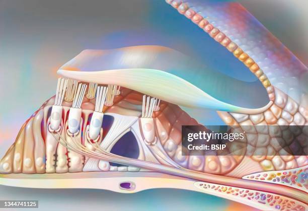 corti organ - ciliated epithelium stock illustrations