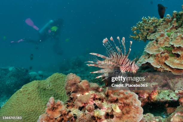 wild zebra lionfish (pterois volitans) with scuba diver nearby - zebravis stockfoto's en -beelden