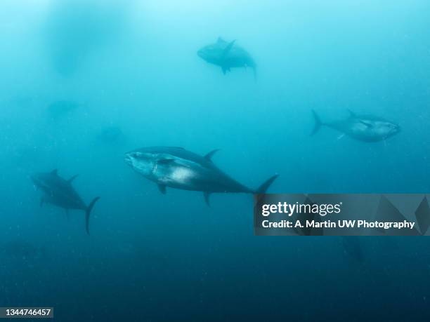 giant bluefin tuna (thunnus thynus) swimming inside a fishing net. - tonno-dalla-pinna-blù foto e immagini stock