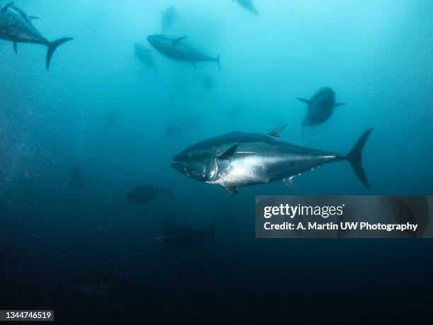 giant bluefin tuna (thunnus thynus) swimming inside a fishing net. - ocean fish stock-fotos und bilder