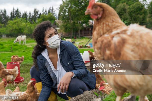 peasant woman feeds the chickens while they are locked in the barn and she feeds them with organic products - redneck woman stock pictures, royalty-free photos & images