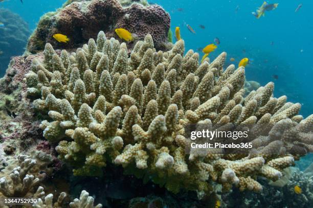 finger coral close-up andaman sea thailand - acropora sp stock pictures, royalty-free photos & images