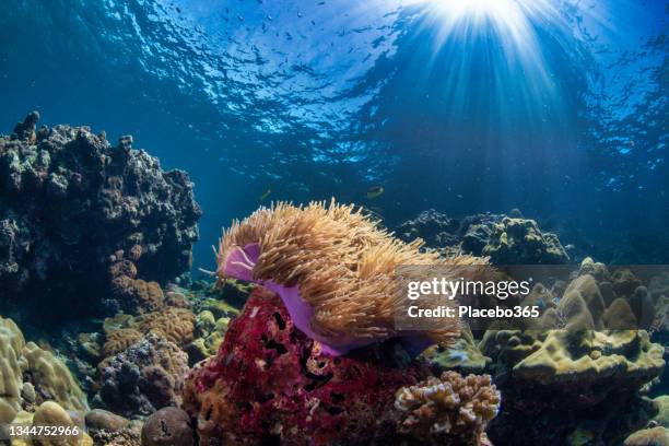 sun beams lighting up underwater coral reef indo pacific ocean - sea anemone stock pictures, royalty-free photos & images