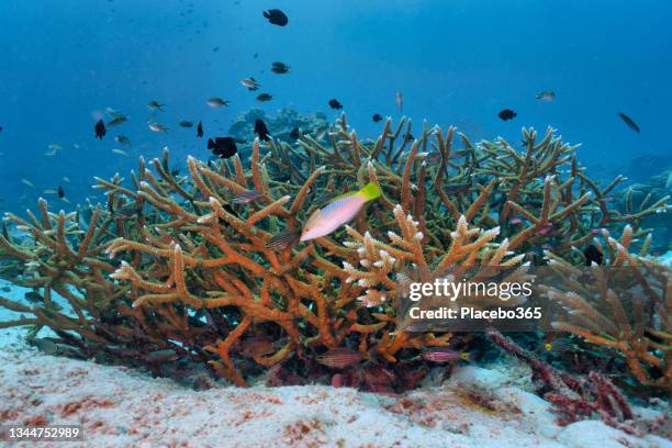 acropora coral ocean floor andaman sea thailand - wrasses stock pictures, royalty-free photos & images