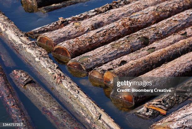 769 Floating Log Stock Photos, High-Res Pictures, and Images - Getty Images