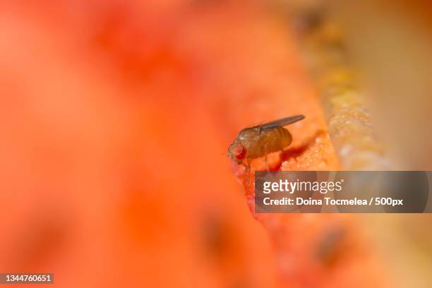 close-up of insect on orange flower - fruit flies stock pictures, royalty-free photos & images