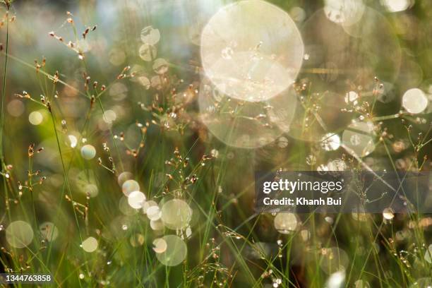 abstract background with the vitality of the bud, germ of weed in nature, the photo take by macro photography - morning dew flower garden stock-fotos und bilder