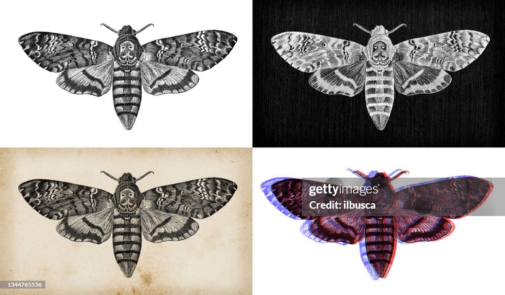 Antique animal illustration: Acherontia atropos, death's-head hawkmoth