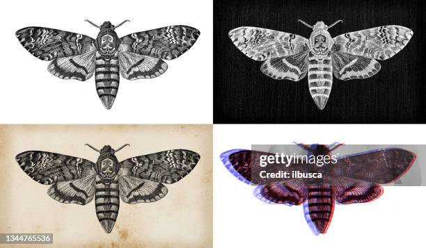 antique animal illustration: acherontia atropos, death's-head hawkmoth - moth stock illustrations