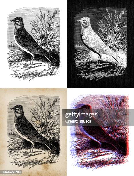 antique animal illustration: eurasian skylark (alauda arvensis) - alauda arvensis stock illustrations